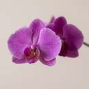 Orquidea Phalaenopiss Roxa de Coração