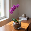 Orquídeas Phalaenopsis Roxa