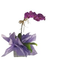 Orquidea Phalaenopiss Roxa 