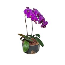 Orquídeas Phalaenopsis Com Duas Hastes Roxas