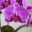 Orquídeas Phalaenopsis Com Duas Hastes Roxas