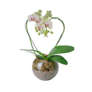 Orquídea Phalaenopiss Amarela Duo Color de Coração