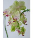 Orquídea Phalaenopiss Amarela Duo Color de Coração