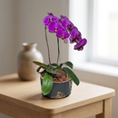 Orquídeas Phalaenopsis com Duas Hastes Roxa