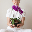 Orquídeas Phalaenopsis com Duas Hastes Roxa