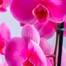 Orquídea Phalaenopsis Plantada  Rosa