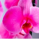 Orquídea Phalaenopsis Plantada  Rosa
