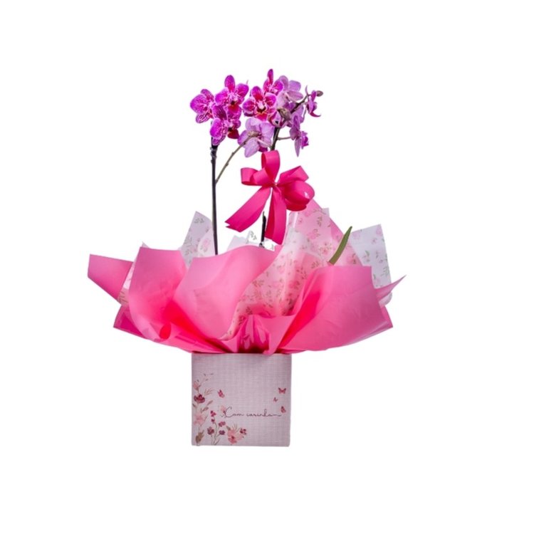 Mini Orquidea Phalaenopsis Roxa No Cachepo
