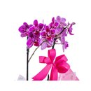 Mini Orquidea Phalaenopsis Roxa No Cachepo 