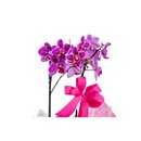 Mini Orquidea Phalaenopsis Roxa No Cachepo 