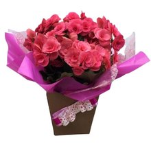 Begônias Rosa Plantadas 