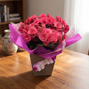 Begônias Rosa Plantadas 