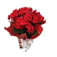 Begônias Vermelhas Plantadas 