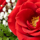 Buquê Black de 6 Rosas Vermelhas 