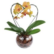 Orquidea Phalaenopiss Amarela Bordo de Coração