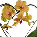Orquidea Phalaenopiss Amarela Bordo de Coração