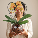 Orquidea Phalaenopiss Amarela Bordo de Coração