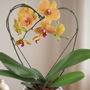Orquidea Phalaenopiss Amarela Bordo de Coração