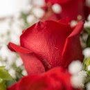 Buquê Black de 3 Rosas Vermelhas 