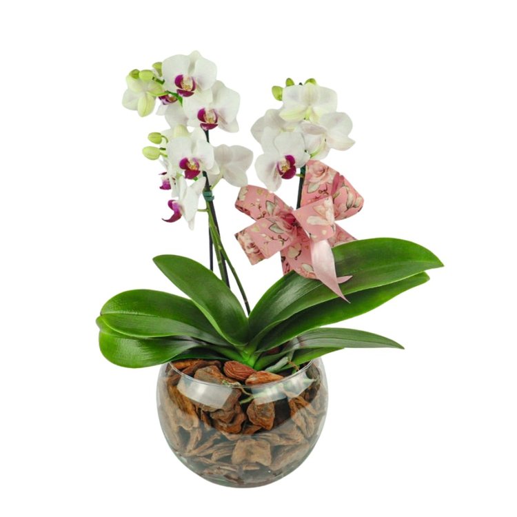 Mini Orquídeas Phalaenopsis Semi Alba Decorada