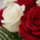 Amor em 2 Tons  Rosas Vermelhas e Brancas
