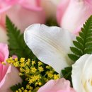 Amélia Lírio e Rosas