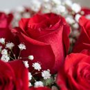 50 Rosas Vermelhas