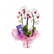 Arranjo com Orquídea