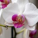 Arranjo com Orquídea