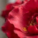 Arranjo com 9 rosas no cachepô