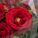 Buque Red 6 Rosas