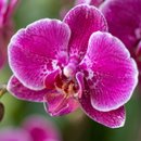 Arranjo de orquídea na box