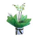 Orquídea Phalaenopsis Box