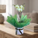 Orquídea Phalaenopsis Box