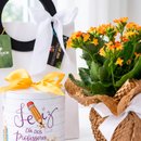 CESTA UM CARINHO COM KALANCHOE