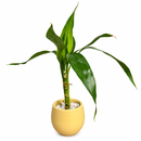 Bambu da sorte Baby ball champanhe