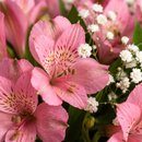 buque de astromelias cor de rosa