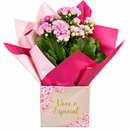 calandiva cor de rosa na box