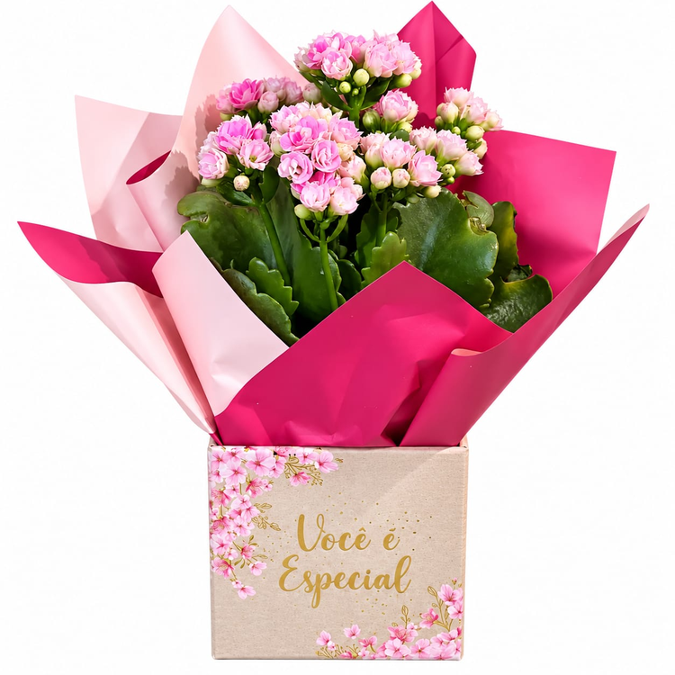 calandiva cor de rosa na box