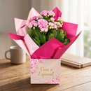calandiva cor de rosa na box
