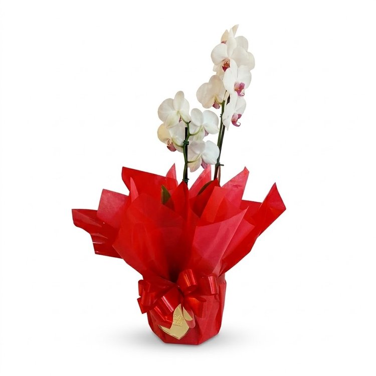 Linda Orquídea Branca Para Presente