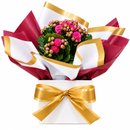 FLOR KALANCHOE LAÇO DOURADO