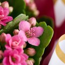 FLOR KALANCHOE LAÇO DOURADO