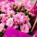 FLOR, BALÃO E BOMBOM