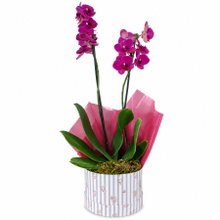 Orquídea Caixa Floral