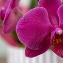 Orquídea Caixa Floral