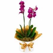 Linda Orquídea marsala com decoração dourada