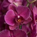 Linda Orquídea marsala com decoração dourada