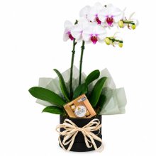 Orquídea Elegância Premium Com Chocolate