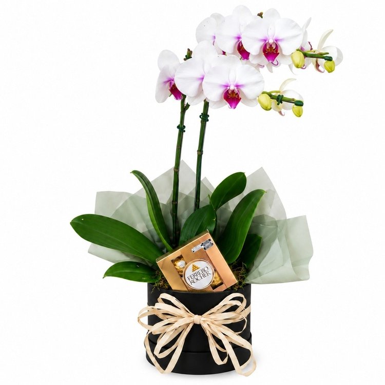 Orquídea Elegância Premium Com Chocolate
